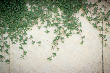 Growing ivy leaves on wall.