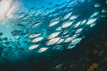 Fototapeta na wymiar Schooling Fish in Clear Blue Water