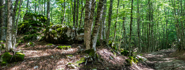 trail an rock in the forest in panoramic photo