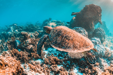 Green Sea Turtle Swimming Among Coral Reef