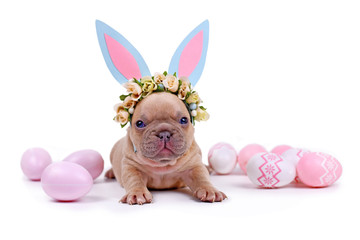 Cute fawn French Bulldog dog puppy dressed up as easter bunny with blue paper rabbit ears headband with flowers surrounded by pink Easter eggs on white background