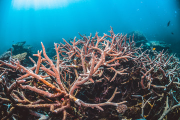 Naklejka na ściany i meble Colorful Coral Reef in Tropical Blue Water