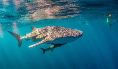 Whale Shark Swimming in the Wild in Clear Blue Water 