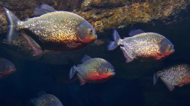 Underwater shot of the red-bellied piranha fishes swimming