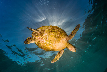 Obraz premium Underside of a Green Sea Turtle Swimming in Crystal Clear Water