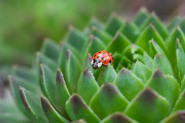 Red ladybug on a green spiky plant Saxifraga. Little ladybirds are covered with dew drops. Summer morning. Cute and beautiful macro for wallpaper or photo picture.
