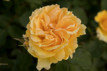 Rose in the Botanical garden of Copenhagen