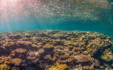 Colorful Coral Reef