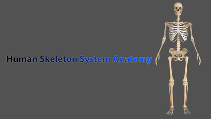 3D Illustration Human Skeleton Anatomy