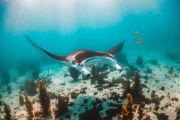 Obraz premium Manta Ray Swimming in the Wild in Clear Turquoise Water