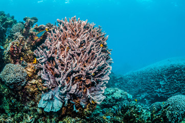 Naklejka na ściany i meble Colorful Coral Reef in Tropical Blue Water