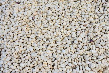 Coffee beans are being dried for drying.