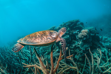 Fototapeta na wymiar Green Sea Turtle Swimming Among Colorful Coral Reef