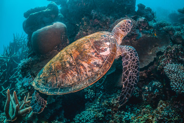 Obraz na płótnie Canvas Green Sea Turtle Swimming Among Colorful Coral Reef