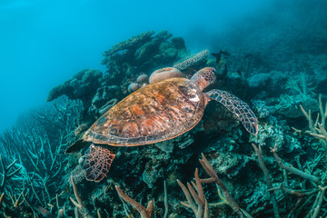 Green Sea Turtle Swimming Among Colorful Coral Reef
