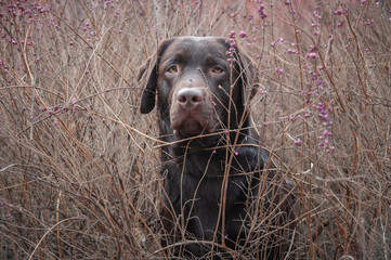 Cute brown chocolate dog labrador retriever in brush with pink and purple flowers. Early spring in park