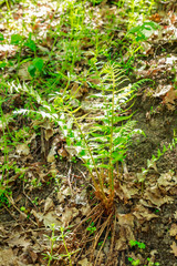 Green fern in a forest