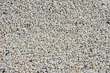 Coffee beans are being dried for drying.