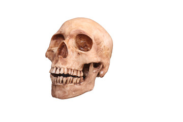 skull  isolated on white background, clipping path included.