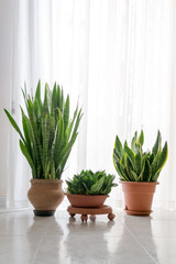 Three beautiful Sanseveria plants in a minimal white interior,in front of of bright window with curtain