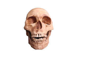 skull  isolated on white background, clipping path included.