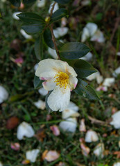 mountain Camellia flower. evergreen plant of the family Theaceae.