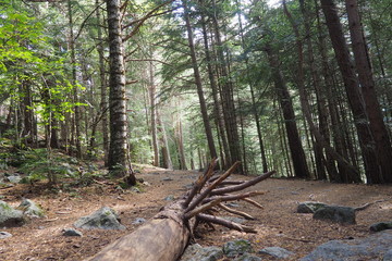 tronco de arbol seco que se convertirá en los próximos nutrientes del bosque de san mauricio en huesca, españa, europa