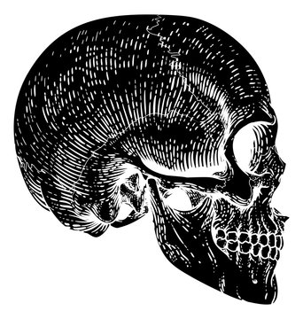 A skull graphic. Original illustration in a vintage engraving woodcut etching style.