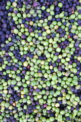 The coffee beans are dried in the background