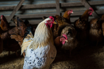北海道　鶏舎の地鶏　ニワトリ