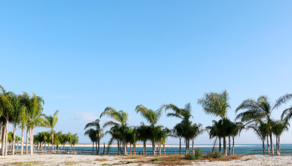 Fototapeta premium row of palm trees on sunny day on the beach of gulf coast orange beach alabama