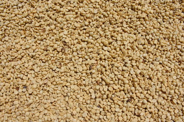 Coffee beans are being dried for drying.