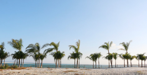 Fototapeta na wymiar row of palm trees on sunny day on the beach of gulf coast orange beach alabama