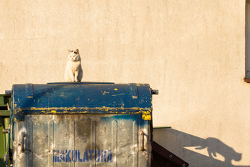 Kot © Michal