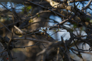 Blossoming cherry branches with white flowers and bee. Spring bloom concept. Soft focused shot, copy space.