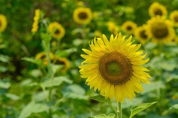 sunflower in the field