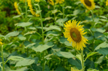 sunflower in the garden