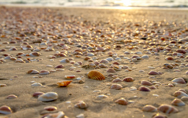 sea shells on the beach
