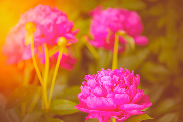 Toned peony macro photo. Spring sunny tinted peony flower. Red Spring Flower. Peony close-up. Peony close-up. Selective focus on Peony Flower.