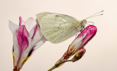 farfalla