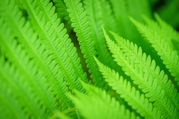 Green Sprig Fern with Leaves Blue Sky Background. Green leaf of fern in the sun. Wildlife Paportik...