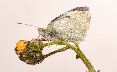 farfalla