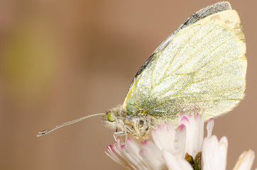 farfalla