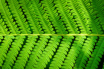 Green leaf of fern in the sun. Eco concept. Fern Leaves Ecology Concept. Wildlife Paportik. Green...