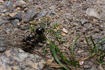 Soft focused macro shot of black ant on ground. Springtime and wildlife insects concept.