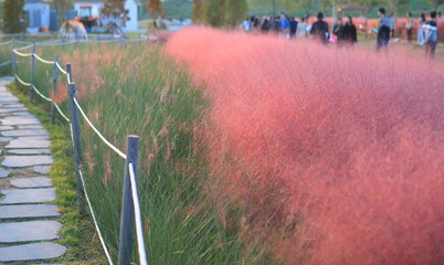 핑크뮬리가 보이는 아름다운 풍경