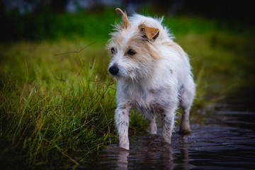 jack russell terrier enjoying some lovely rain water