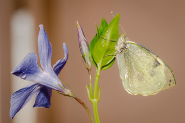 farfalla
