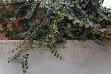 Climbing plant over a fence, green ivy leaves covering cement wall.