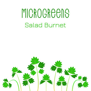 Microgreens Salad Burnet, Sanguisorba minor. Seed packaging design. Sprouting seeds of a plant